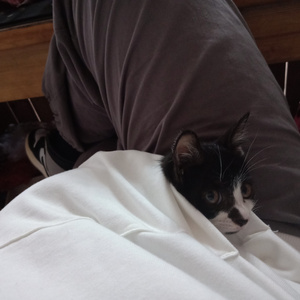 两个小奶球跳舞
